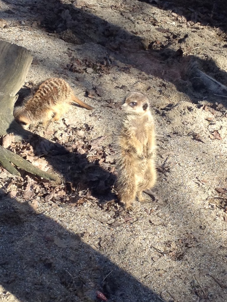 Suricate